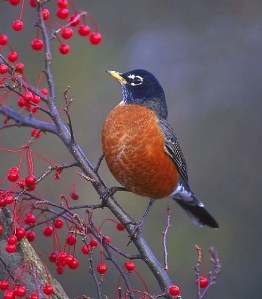 American-Robin-and-berries