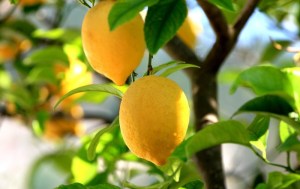 Lemon Tree