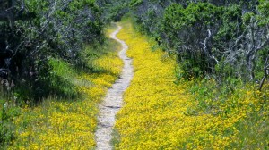 Photo by S. Wolfington