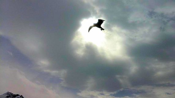 Canadian Glacier Eagle